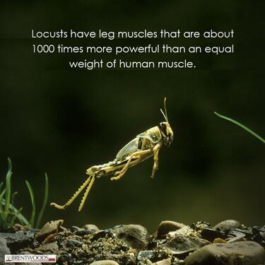 BrentwoodsTutor's tweet photo. #Locusts have leg muscles that are about 1000 times more powerful than an equalweight of human muscles.. #k12 http://t.co/BGp6lYCG98