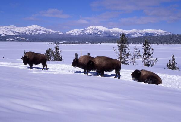 USGS tweet picture