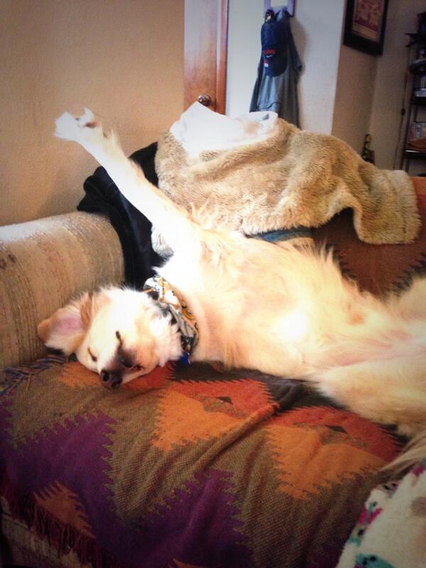 MacThaDog's tweet photo. Put your paws up like the ceiling can't hold us #macklemore http://t.co/HF0p1MrEkj