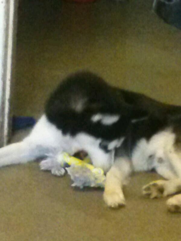 Husky House tweet media