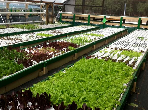 hydroexpert's tweet photo. Feel free to RT: Lettuce is the number one salad ingredient around the world and thrives as an Aquaponics plant. http://t.co/jhkxQolvt9