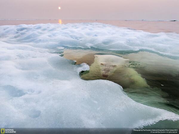NatGeo's tweet photo. A polar bear peers up from beneath the sea ice in the winning shot from our Photo Contest: http://t.co/bhpV7rFiMW http://t.co/luJdZ5AUex