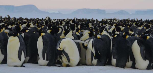 пингвины катаются на животе. колония императорских пингвинов в антарктиде. как пингвины приспособились к жизни в антарктиде. приспособленность пингвинов к среде. суровая антарктида.