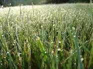 #Grassies #downbytheriver ♡ <a href="/ElriVlok/">Elri Vlok</a>