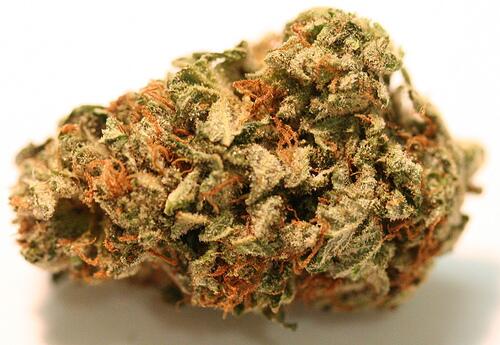 NiceWeed tweet picture