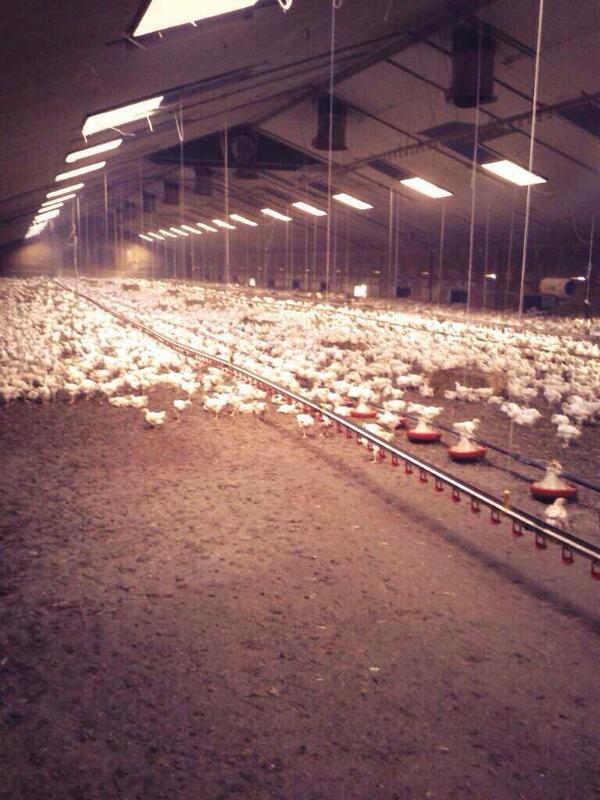 Nu heerlijk met de #boerderijkip op stok. Pure passie en een eerlijk onderscheidend verhaal bij de #vleeschhouwerij