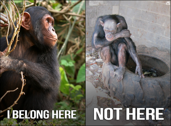 peta's tweet photo. They're kidnapped, BEATEN &amp; discarded at road zoos! Ask @LeoDiCaprio 2 stand up 4 great apes: http://t.co/Wxv0JjfEDZ http://t.co/xu18WZ38Bz