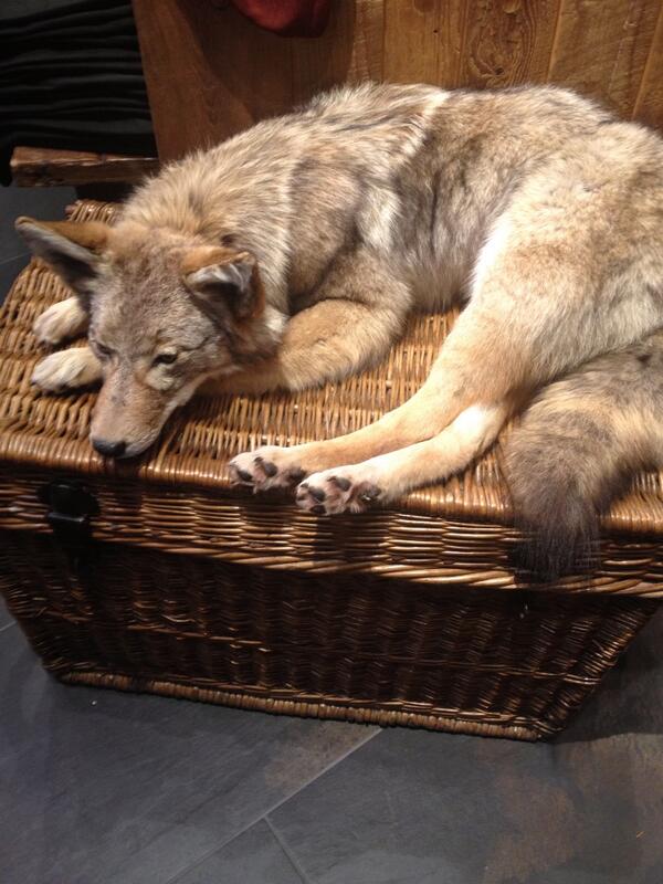 TheToddHarris's tweet image. Not sure what the fox says, but this guy is for sale at SLC Intl! So for you procrastinators? #checkedbag?