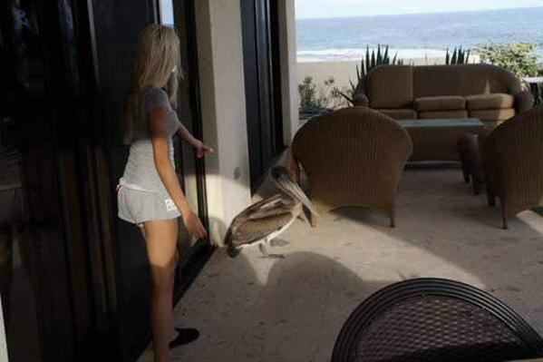 AlilFallofRain's tweet photo. #pelicanbird #cabo http://t.co/u2HFHRSb7Q
