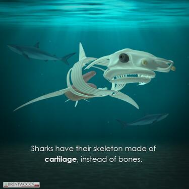 BrentwoodsTutor's tweet photo. Did you know, #Sharks have their #skeleton made of cartilage, instead of bones..#k12 http://t.co/Viz3wYDcjy
