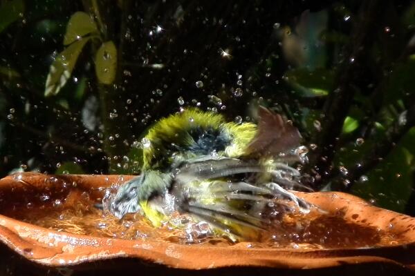 carolprobets's tweet photo. Remember the birds in hot weather! Provide clean shallow water in a safe shady spot. #birdbath #WildOz #YellowRobin http://t.co/pUMRYyDCrF