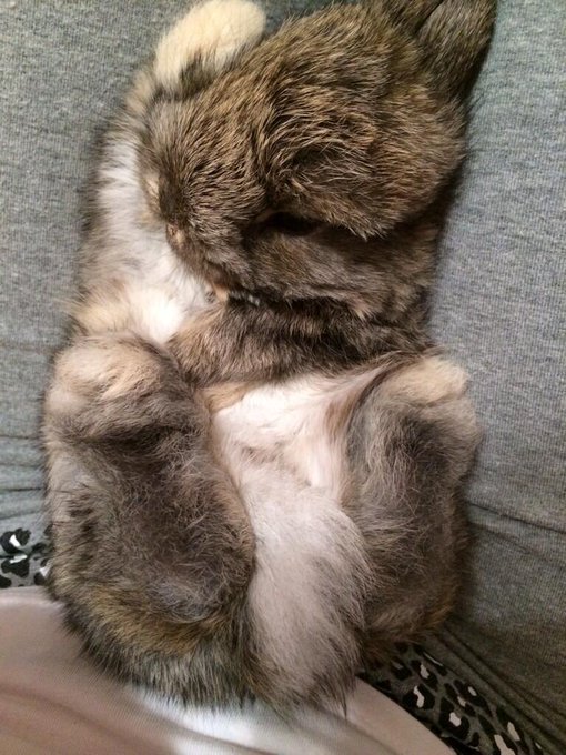 The cutest little bunny ever ❤️🐰 http://t.co/Fd8CcwaLn1