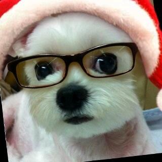 ulchky's tweet photo. 아 개귀엽다! ㅋ "@yoggydoggy1: 메리크리스마스 http://t.co/2ohqjPkTqh"