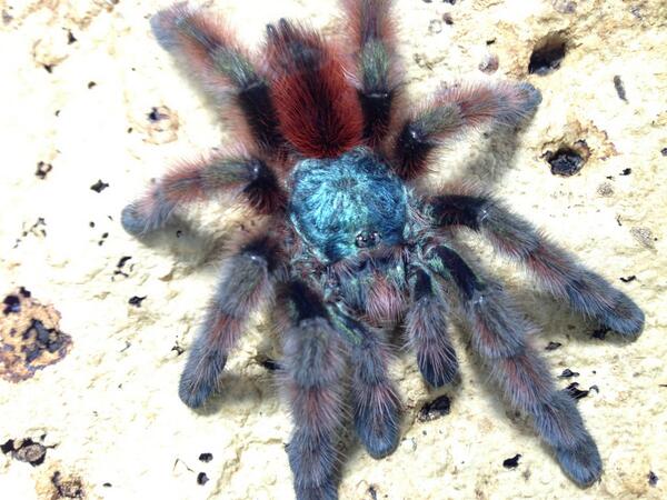 Candle ハタノ 世界一美しいと言われているアンティルピンクトゥタランチュラのアダルト個体が脱皮をしました さすが世界一と言われるだけはあります Http T Co Teftsqruwc Twitter Candle ハタノ 世界一美しいと言われているアンティルピンクトゥタランチュラのアダルト個体が脱皮をしました さすが世界一と言われるだけはあります Http T Co Teftsqruwc Twitter