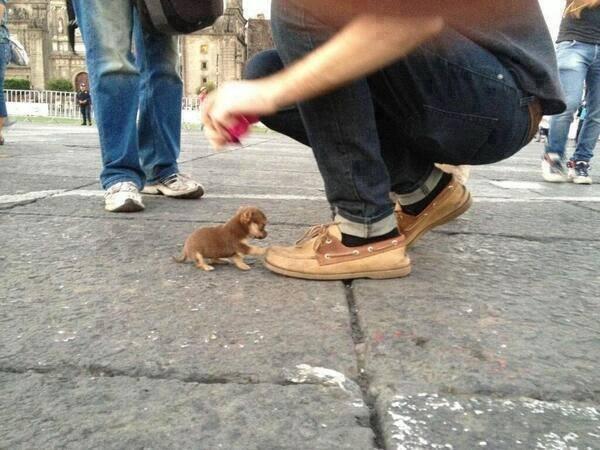NatuPictures's tweet photo. Uno de los perritos más pequeños del mundo http://t.co/mUdrpXFME6