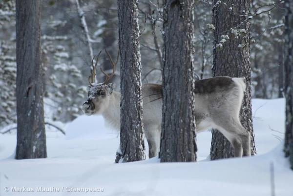 Greenpeace_ITA tweet picture