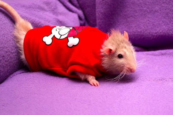 Fudge3squeak's tweet photo. "@PoppyTheRat: @carolynnicole This is why we have twitter to cheer us up! http://t.co/aCO5GO2Cgx" too cute!!