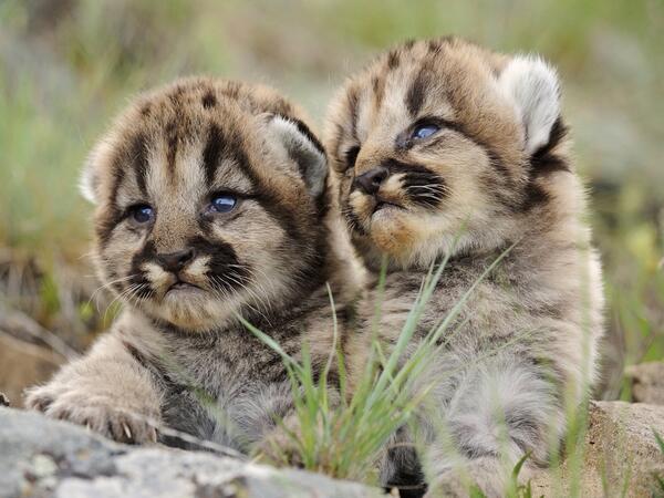 Tessaticles's tweet photo. “@UberFacts: Baby mountain lions. http://t.co/dp0qQ9Q6Au”oh my god crying