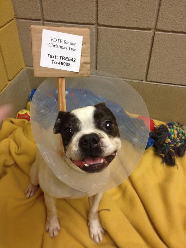 Text Tree42 to 46988 to vote for the #SPCAofWakeCounty.