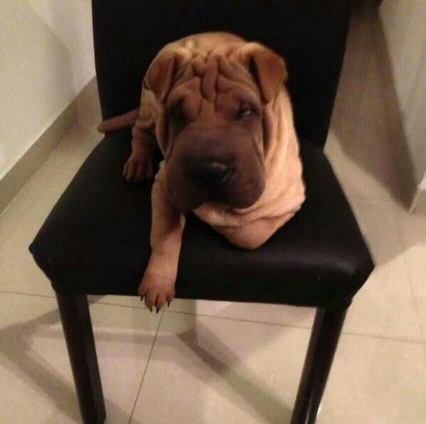 camifiad's tweet photo. Se perdio shar pei de un año, hembra, color marron, a la siesta por el barrio belgrano.Si saben algo por favor avisen http://t.co/WxppQT35Hw