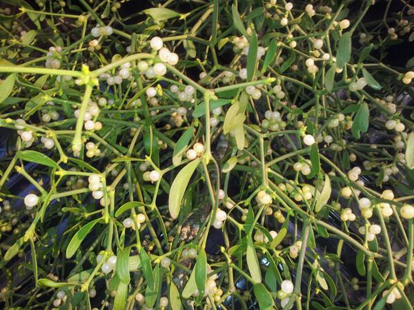 Mistletoe nu volop in de winkel. Een klant noemde het vandaag zoenkruid, zo leuk. #kerst