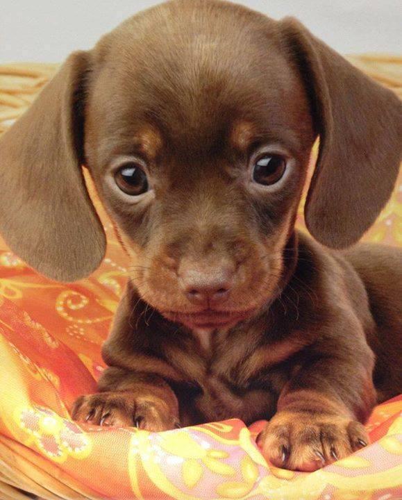 AmigosPerrunos's tweet photo. Felices Fiestas a todos los amigos perrunos. http://t.co/PdOmI000Rp