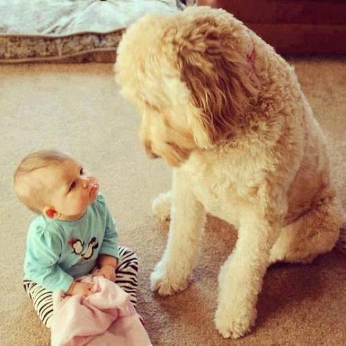 AmigosPerrunos's tweet photo. Si vas a regalar un perro esta Navidad, dile a tu hij@ que un perro NO es un juguete, es un integrante de la familia. http://t.co/xIVHsWgf6Y
