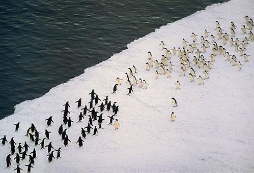 TheEarthPosts's tweet image. Penguin Battle