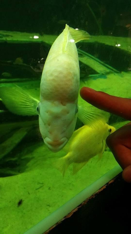 RTManay's tweet image. Derkha @FababyOfficiel  #PoissonFababy #InstaFront