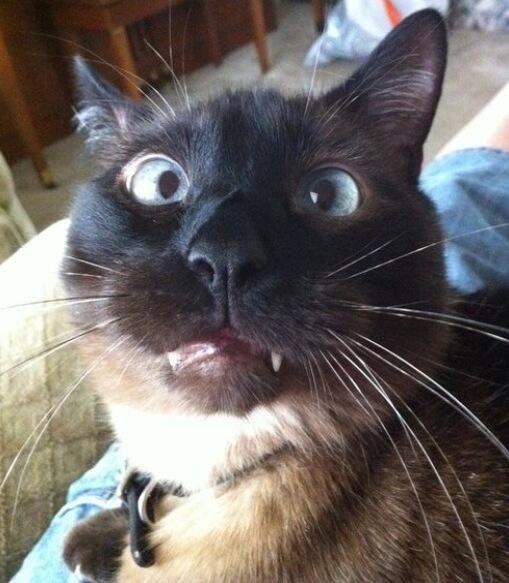 Animalizations's tweet image. Trying to do my math homework