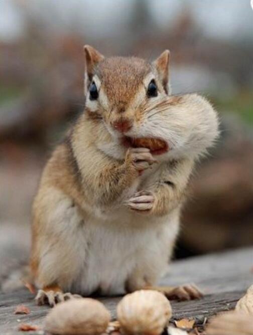 Animalizations's tweet image. When I come home from school I like to play a game called how much food can I shove into my mouth at once