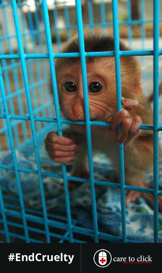 обезьянка в клетке. какие животные живут в клетках. зоопарк чунцин китай. какие животные живут в клетках. тигренок в клетке.