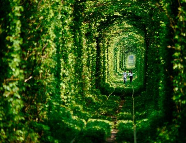 WorldPicture_MF's tweet photo. Túnel del amor (Ucrania) http://t.co/vHfyg7FhUe