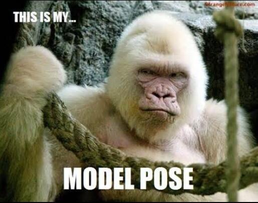 Animalizations's tweet image. 