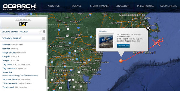 OCEARCH's tweet photo. After being tagged on #ExpeditionCapeCod (8/20), #Katharine appears to be migrating south. Where will she go? http://t.co/vphZxHdO65