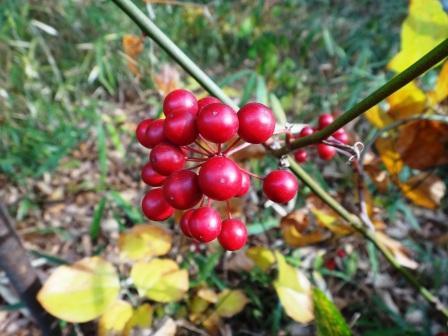 神代植物公園 ニュース Twitterissa 山野草園でサルトリイバラの実 を見つけました ユリ科の植物で 日本 中国 朝鮮などの山地に普通に生える木です サンキライ 山帰来 とも呼ばれ 関西以西では柏餅のように葉で餅を包むそうです 丸く赤く艶々した 実がとても 神代植物公園 ニュース Twitterissa 山野草園でサルトリイバラの実 を見つけました ユリ科の植物で 日本 中国 朝鮮などの山地に普通に生える木です サンキライ 山帰来 とも呼ばれ 関西以西では柏餅のように葉で餅を包むそうです 丸く赤く艶々した 実がとても