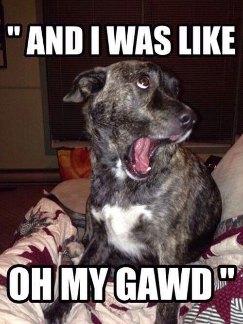SingleWithDogss tweet picture