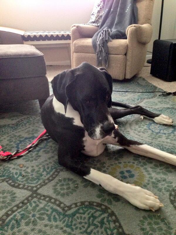 KBemowski's tweet image. Hola @jeffeidt . What's new pussycat? Whoa whoa whoa. I'm really grumpy this morning. Know any jokes?