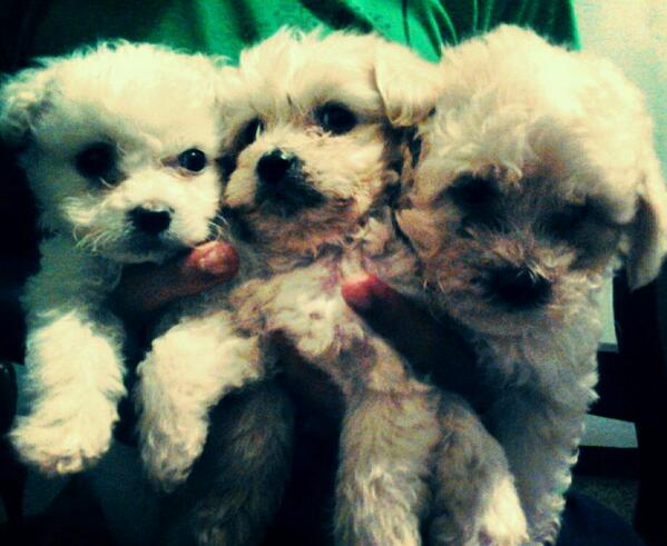 GordaRz's tweet photo. Osita y sus herman@s <3 http://t.co/sG3GOMQ61u