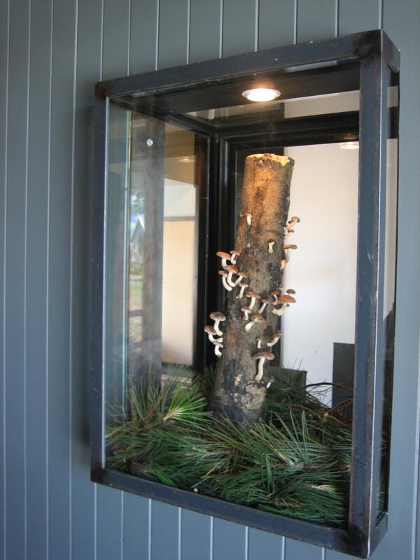 A hint at what was on the menu today at Brae, thanks to <a href="/otwayshiitake/">otwayforestshiitake</a>.