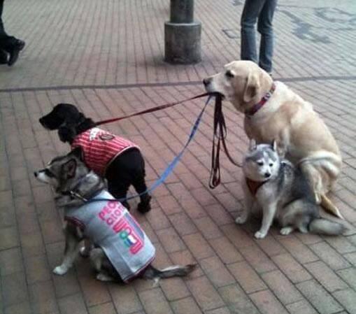 ■みんな飼い主をまっているところ～！？

仲良しだね～