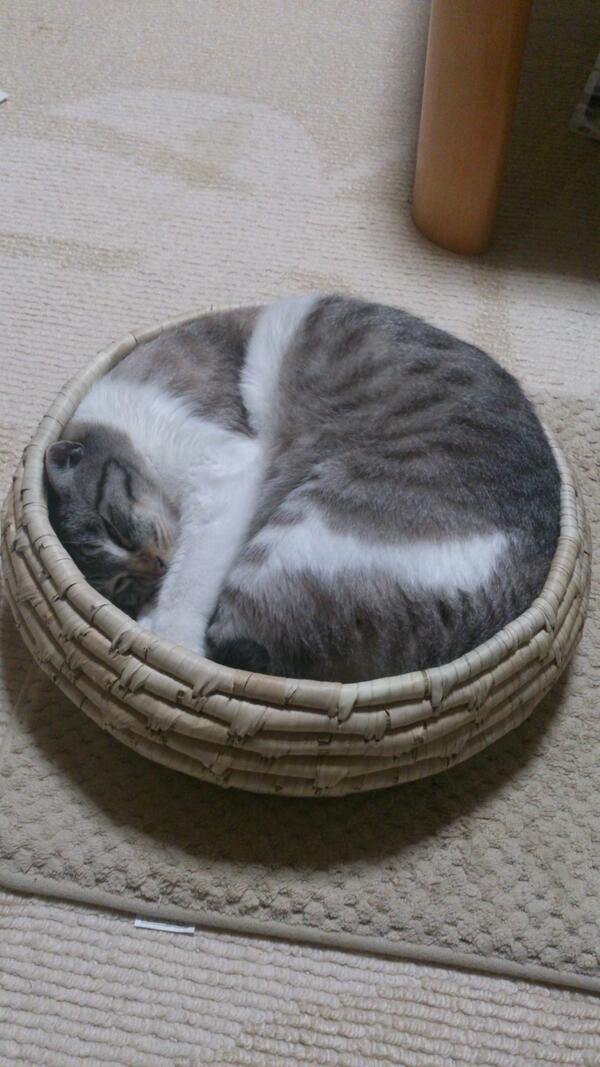 shockcat_bot's tweet photo. 綺麗に収まりました★ #neko #cat #猫 #ねこ #ネコ https://t.co/bxRJcsZkUe