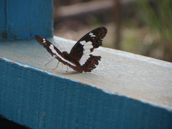 calonpapamudaaa's tweet photo. #butterfly #securitypost #beautiful. http://t.co/xQdXTzK60P http://t.co/oFakgaUQDY