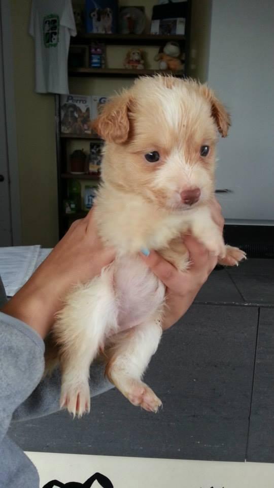 SPAPG's tweet photo. Adiel, mes y medio. Hermana de Abba y Alfie. Muy comilona y juguetona. Será de tamaño pequeño/mediano. http://t.co/iTvFyThaPO