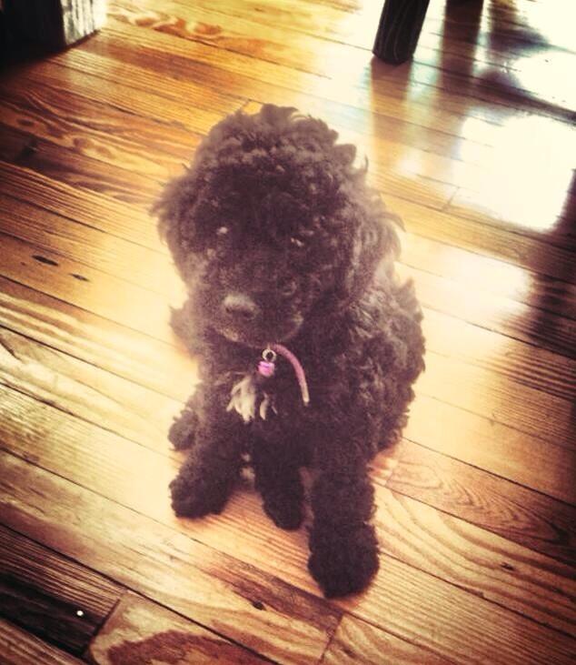 Link permanente da imagem incorporada