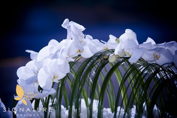 SignatureUAE tweet picture