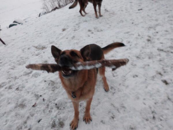 wagletworks's tweet photo. How much fun is it to be outside in the snow with your waglets!? Don't u wish we did more frolicing in it?#snowpuppy http://t.co/WB3f1ZyqR3