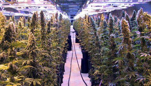 wikimarihuana's tweet photo. El paraíso existe, está aquí. http://t.co/iXe6zAkGoy