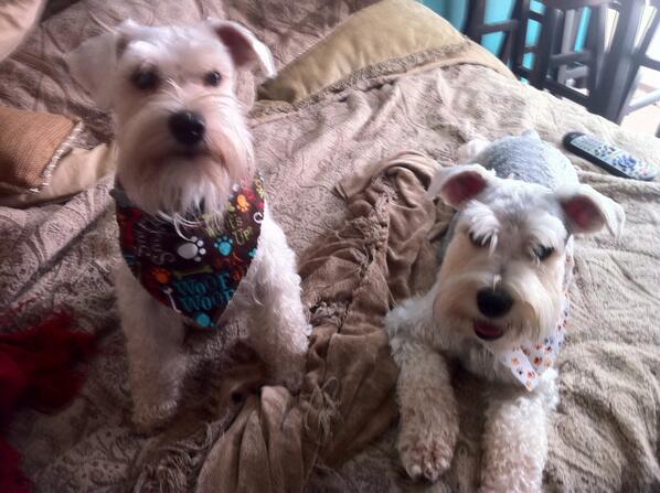 fashigooroo's tweet photo. #marleyandharvey #world'scutestdogs http://t.co/8fGahZGd4i