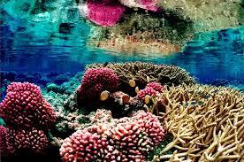 SaveOurReefs's tweet photo. check this site up http://t.co/9RB21te89S http://t.co/4uwuSAZvNb